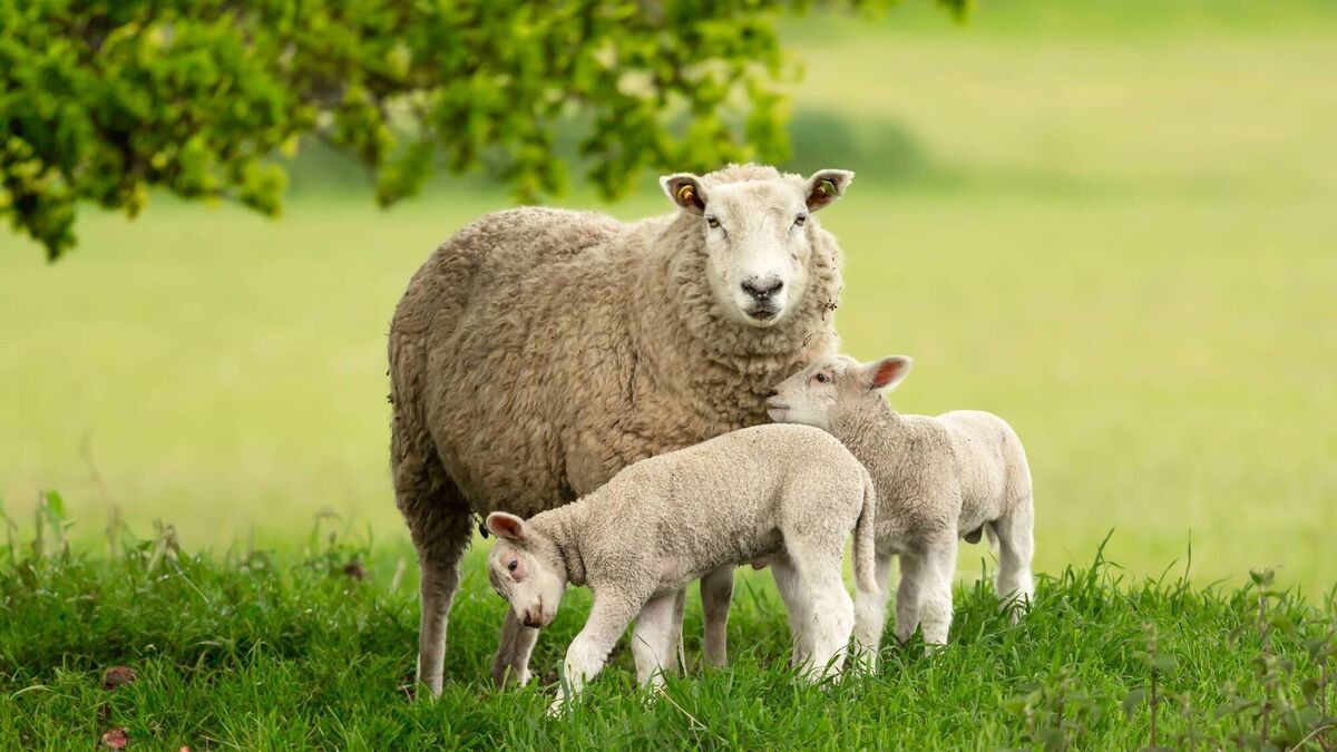 No solution to wandering sheep in the Curragh