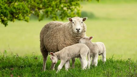 No solution to wandering sheep in the Curragh