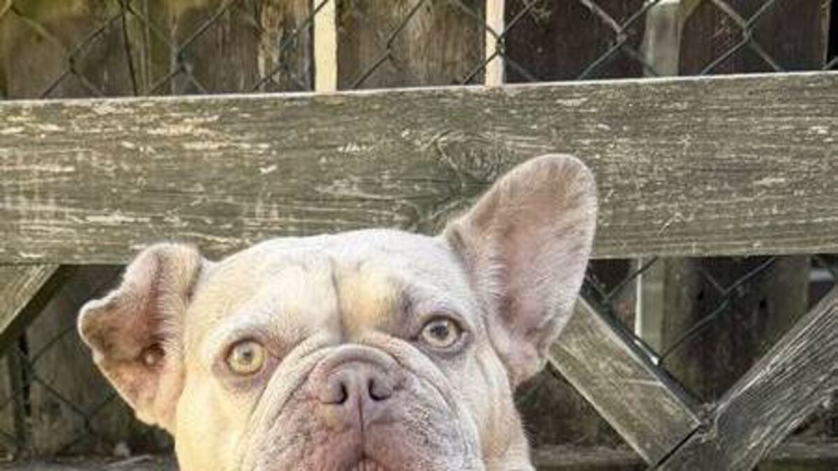 Kildare Rescue Tails: Belly rubs non-negotiable for Lucy