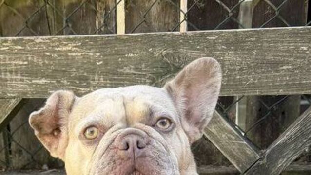 Kildare Rescue Tails: Belly rubs non-negotiable for Lucy