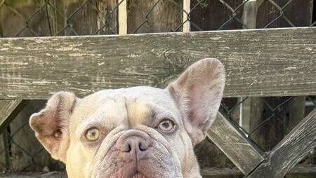 Kildare Rescue Tails: Belly rubs non-negotiable for Lucy