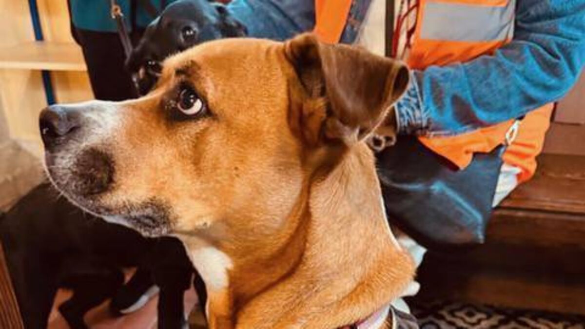 Kildare Rescue Tails: Pet service raises shelter funds