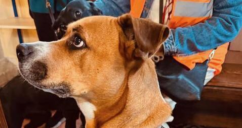 Kildare Rescue Tails: Pet service raises shelter funds