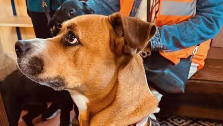 Kildare Rescue Tails: Pet service raises shelter funds