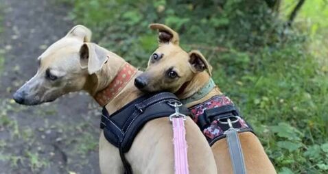 Kildare Rescue Tails: Resilient brothers need understanding home