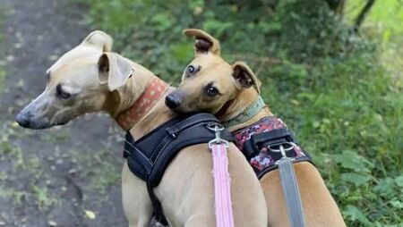 Kildare Rescue Tails: Resilient brothers need understanding home